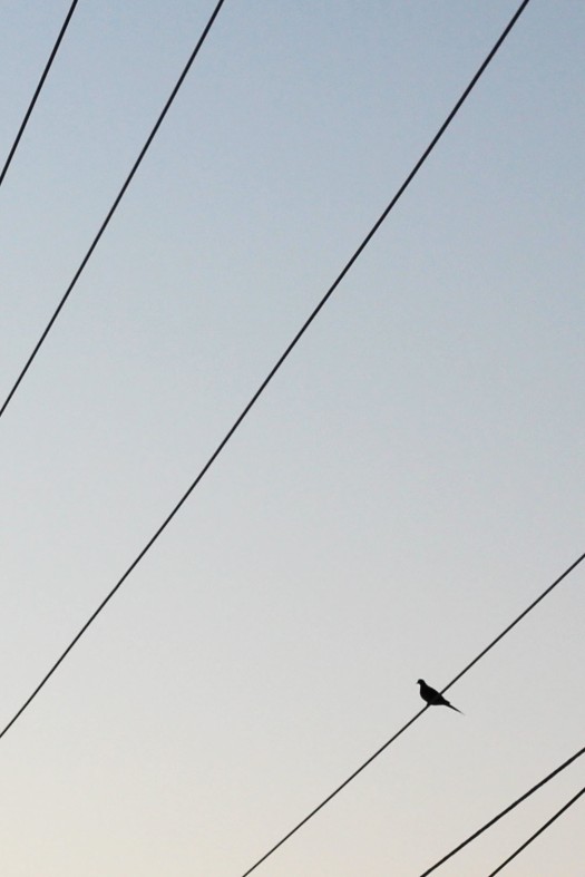 Dove sitting on electrical wires, silhouetted against a pale blue sky. 