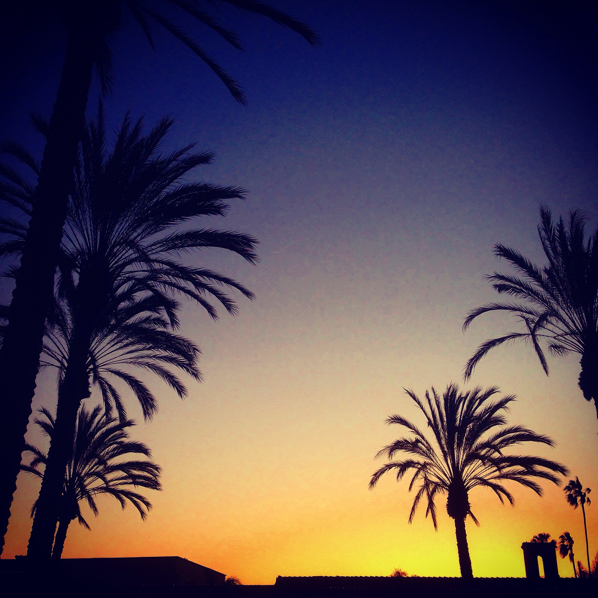 palm trees against a sunset